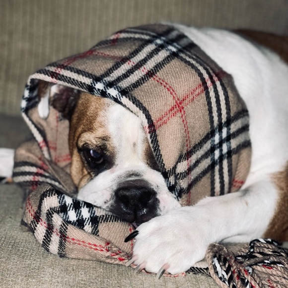 Meet your Posher, Laura - Picture 5 of 7